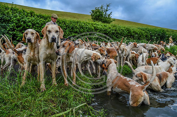 BVHound_Hunting_20PN_58096