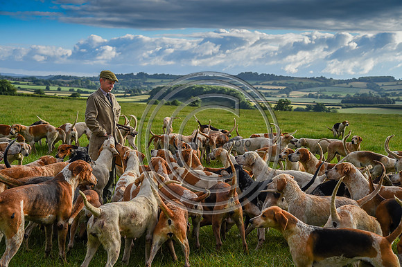 BVHound_Hunting_20PN_58144