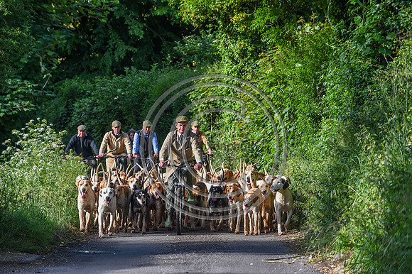 BVHound_Hunting_20PN_58211