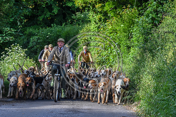 BVHound_Hunting_20PN_58222