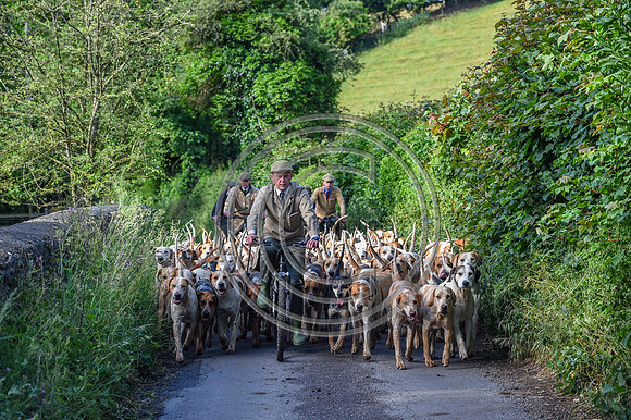 BVHound_Hunting_20PN_58231