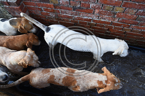 BVHound_Hunting_20PN_58380