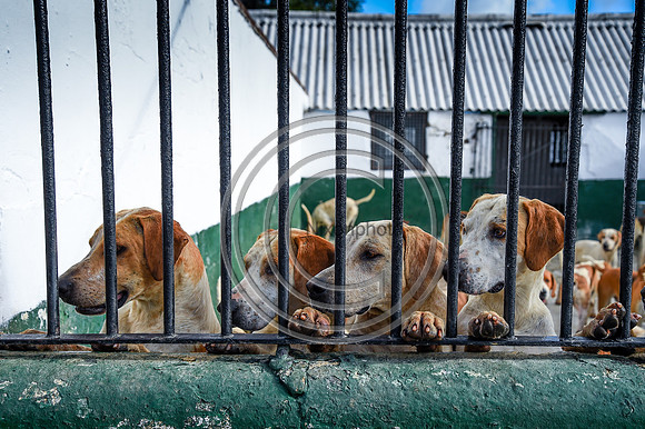 BVHound_Hunting_20PN_58395
