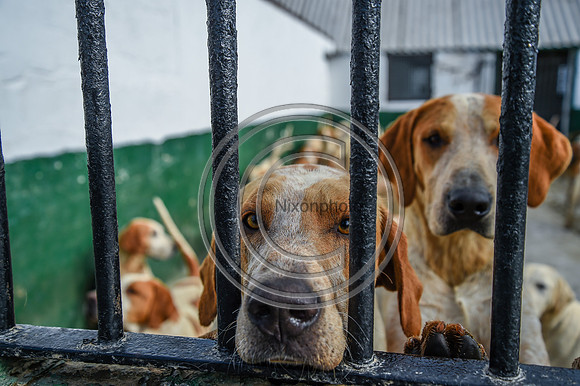 BVHound_Hunting_20PN_58397