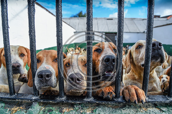 BVHound_Hunting_20PN_58403