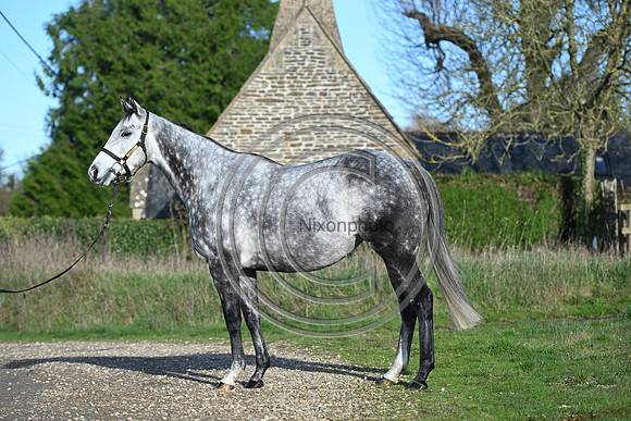 Mare_Selwood_PN62