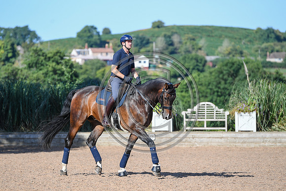 Collective Equestrian