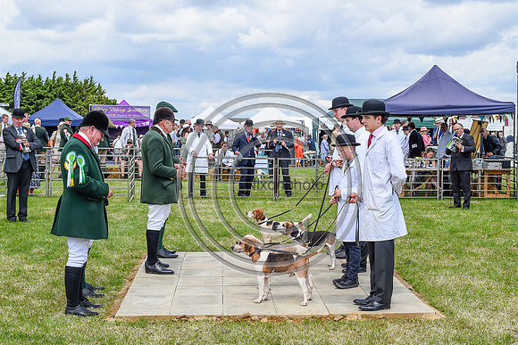Festival of Hounds 2024