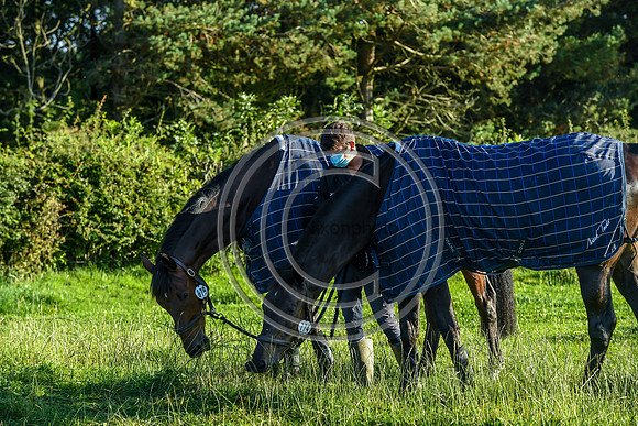 HorseNo_Burgham_20PN_80967
