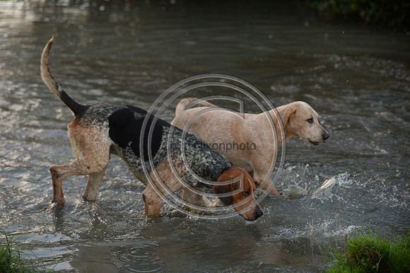 Blackmore & Sparkford Vale Hunt 07 09 20