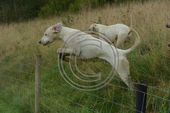 Blackmore & Sparkford Vale Hunt 07 09 20