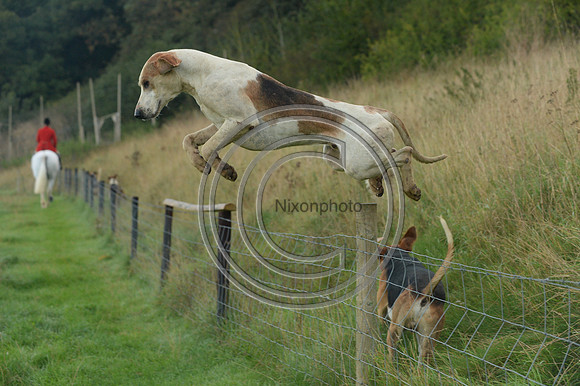 Blackmore & Sparkford Vale Hunt 07 09 20