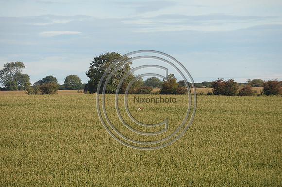 Blackmore & Sparkford Vale Hunt 07 09 20