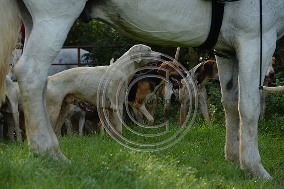 Blackmore & Sparkford Vale Hunt 07 09 20