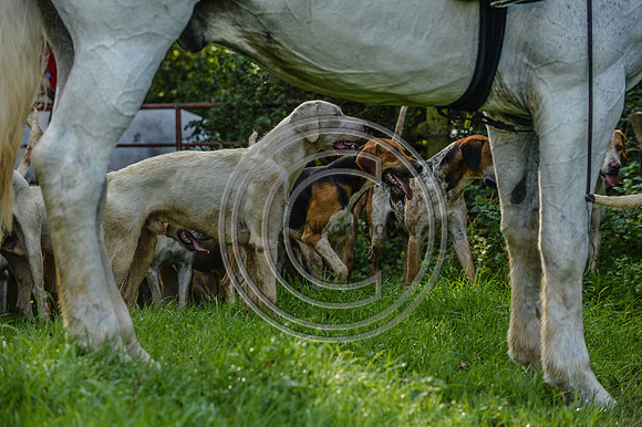 Blackmore & Sparkford Vale Hunt 07 09 20