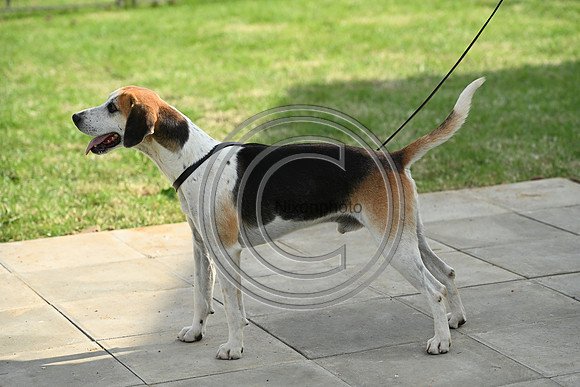 Festival of Hounds 2024