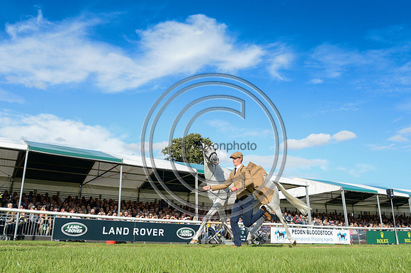 Will Furlong_COLLIEN P 2_LRBHT_PN19_104797
