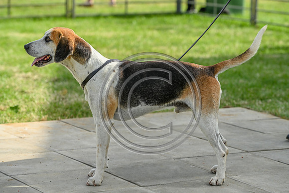 Festival of Hounds 2024
