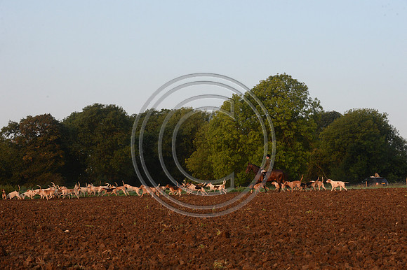 Bicester with Whaddon Chase Hunt 14 09 20