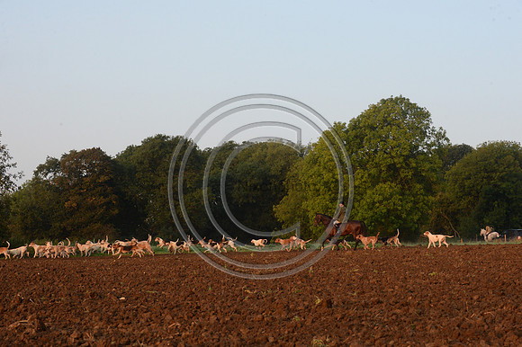 Bicester with Whaddon Chase Hunt 14 09 20