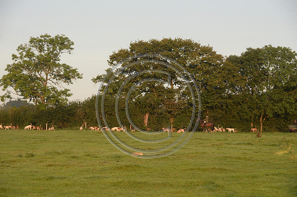 Bicester with Whaddon Chase Hunt 14 09 20