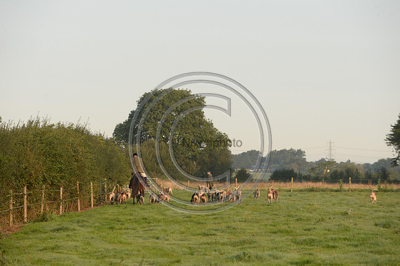 Bicester with Whaddon Chase Hunt 14 09 20