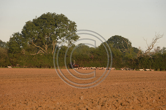 Bicester with Whaddon Chase Hunt 14 09 20