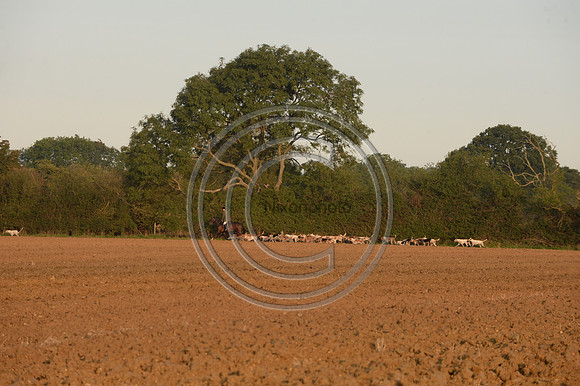 Bicester with Whaddon Chase Hunt 14 09 20