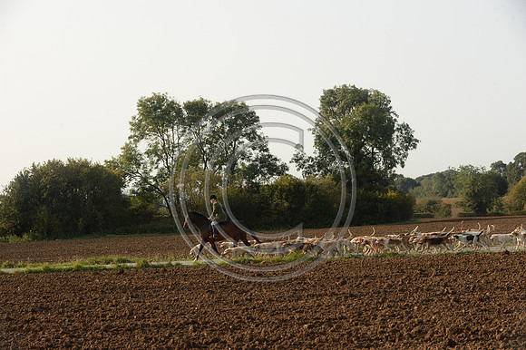Bicester with Whaddon Chase Hunt 14 09 20