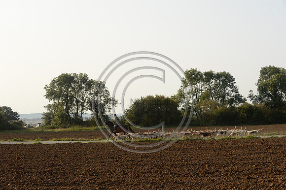 Bicester with Whaddon Chase Hunt 14 09 20