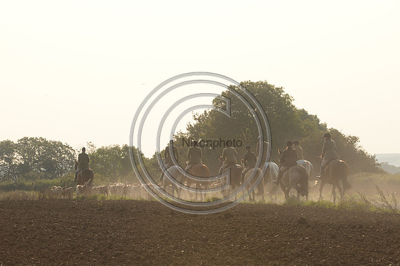 Bicester with Whaddon Chase Hunt 14 09 20