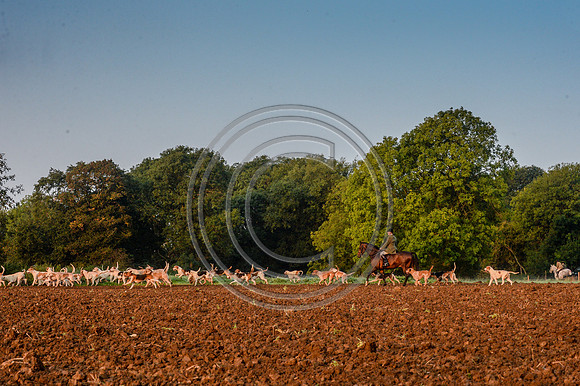 Bicester with Whaddon Chase Hunt 14 09 20