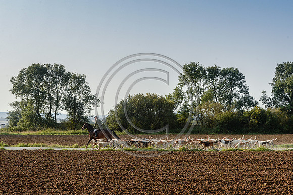 Bicester with Whaddon Chase Hunt 14 09 20