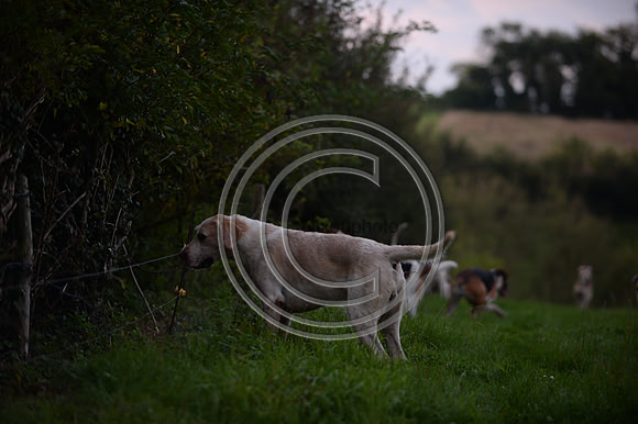 SouthDorset_Autumn_Hunting_20PN_107167