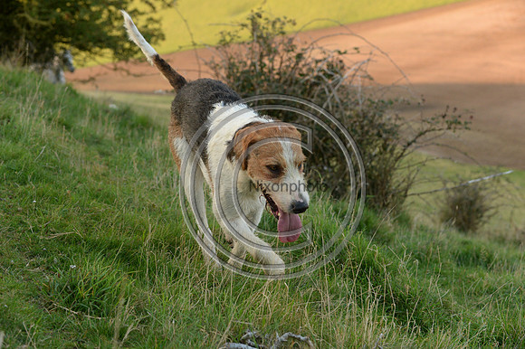 SouthDorset_Autumn_Hunting_20PN_107193