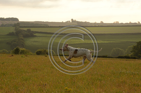 SouthDorset_Autumn_Hunting_20PN_107212