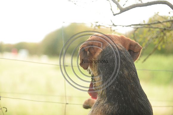 SouthDorset_Autumn_Hunting_20PN_107213