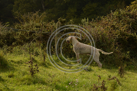 SouthDorset_Autumn_Hunting_20PN_107219