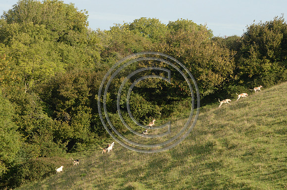 SouthDorset_Autumn_Hunting_20PN_107234
