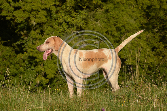 SouthDorset_Autumn_Hunting_20PN_107236