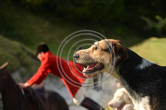 SouthDorset_Autumn_Hunting_20PN_107244
