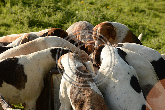 SouthDorset_Autumn_Hunting_20PN_107251