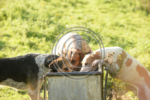 SouthDorset_Autumn_Hunting_20PN_107253