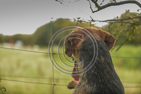 SouthDorset_Autumn_Hunting_20PN_107213