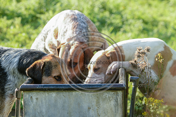 SouthDorset_Autumn_Hunting_20PN_107253