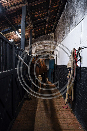 SouthDorset_Autumn_Hunting_20PN_107269