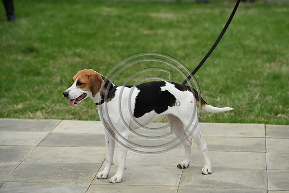 Festival of Hounds 2024