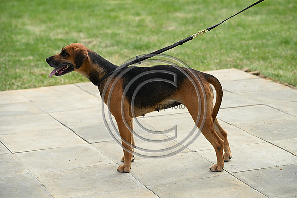 Festival of Hounds 2024