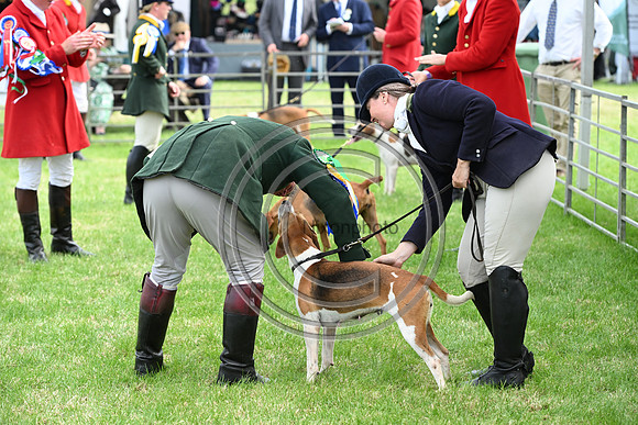 Festival of Hounds 2024