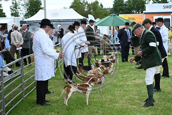 Festival of Hounds 2024